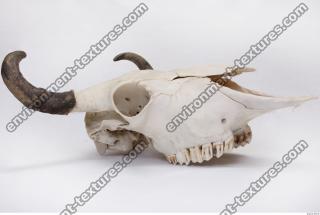 animal skull 0039